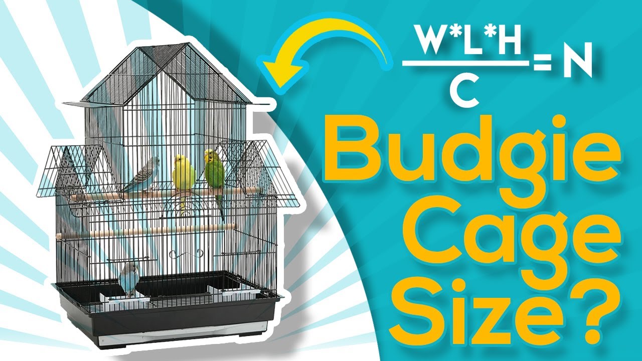 What is the Right Cage's Size for Budgies (EQUATION)