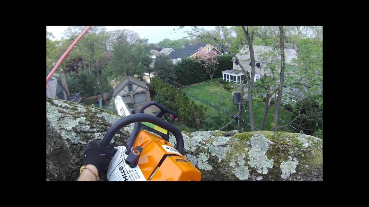Oaks- dismantle from bucket truck 2, rigging the wood