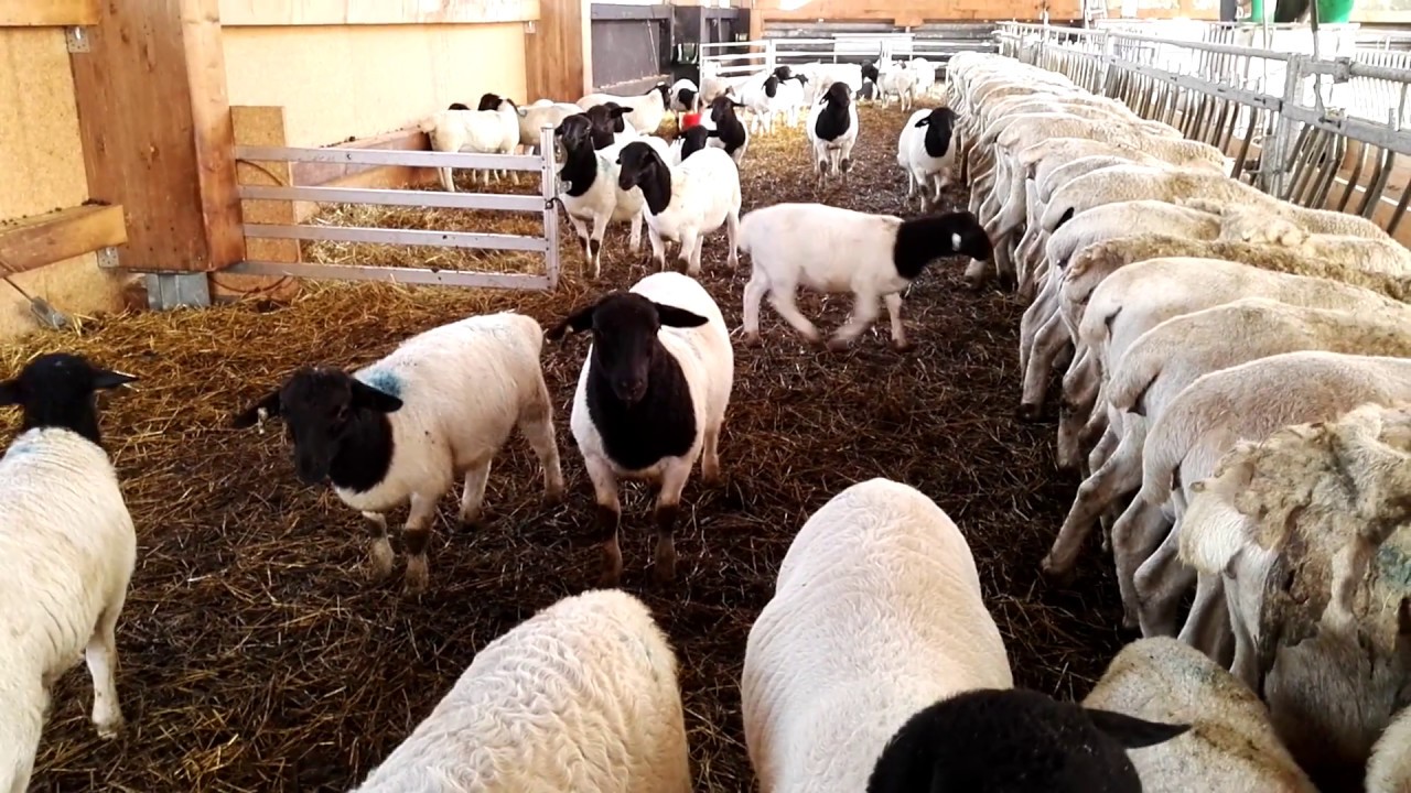 Dorper sheep. Lambs 6 weeks 2020