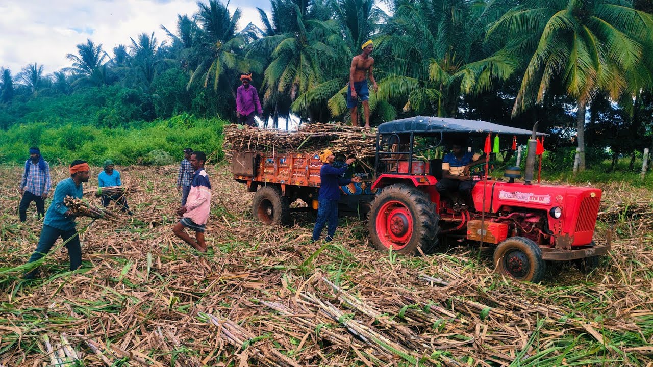 Mahindra 575 di tractor goes to karubu loading  for men power in our Village @Mohantractorslife 