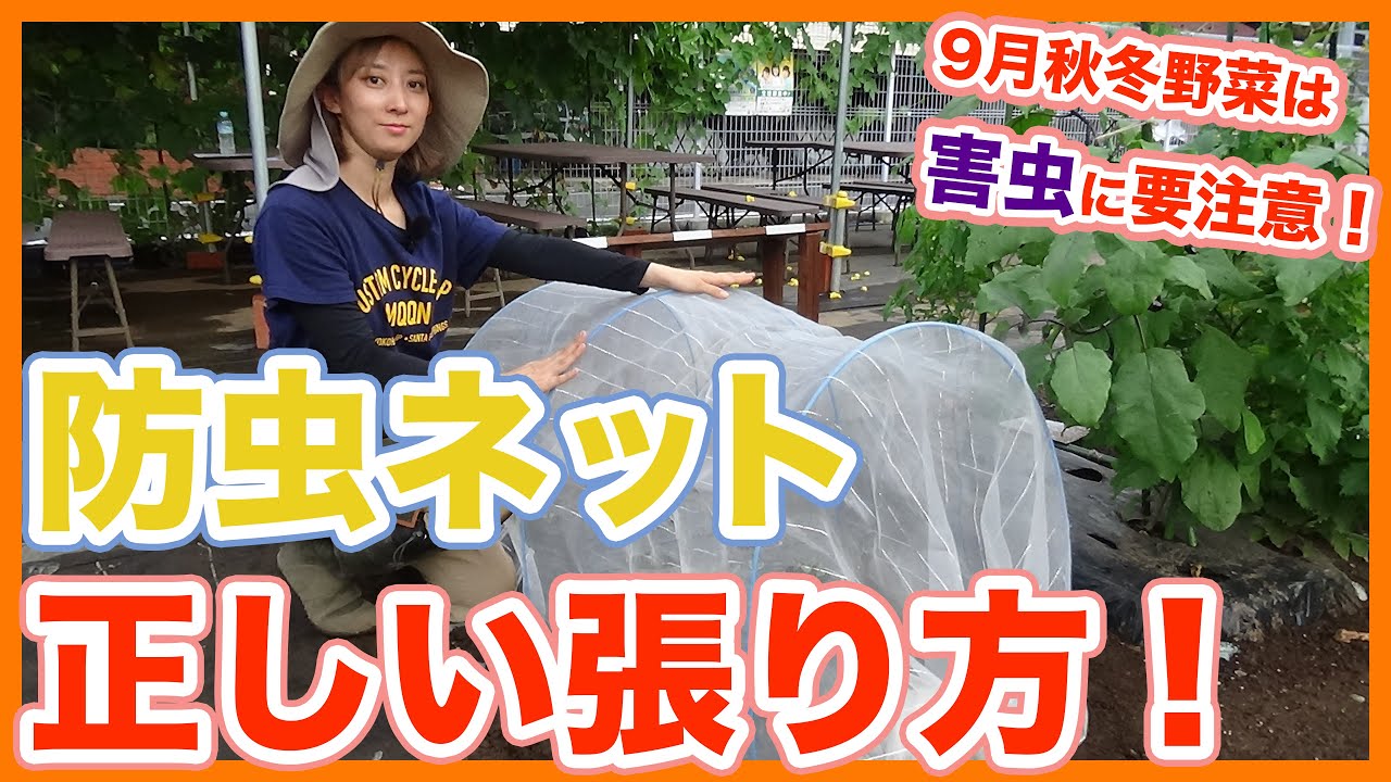 家庭菜園や農園の９月秋冬野菜栽培は害虫に要注意！初期成育を成功させる防虫ネットの正しい張り方を徹底解説！【農家直伝】/Tips for installing insect nets.