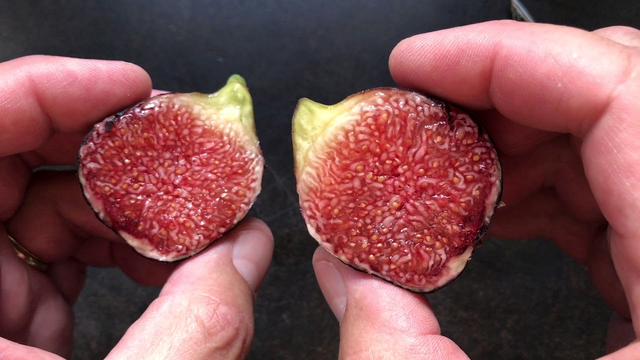 french fig farm: Ronde de Bordeaux