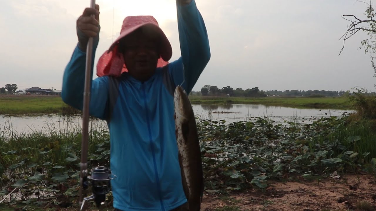 Amazing snakehead fish hunting in lake with fresh frog bait //Best  Fishing season Cambodia 2022