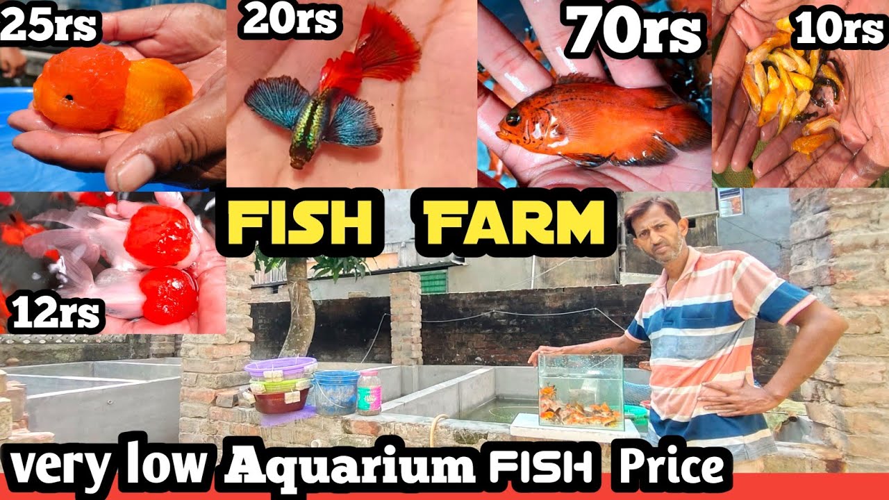 Very low aquarium fish price | Wholesale Price aquarium fish market | Bonga westbengal