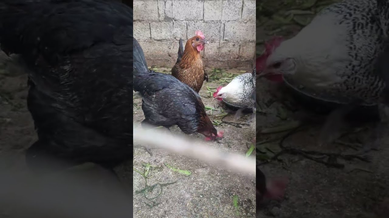 #الدجاج_البياض #الفيومي 
