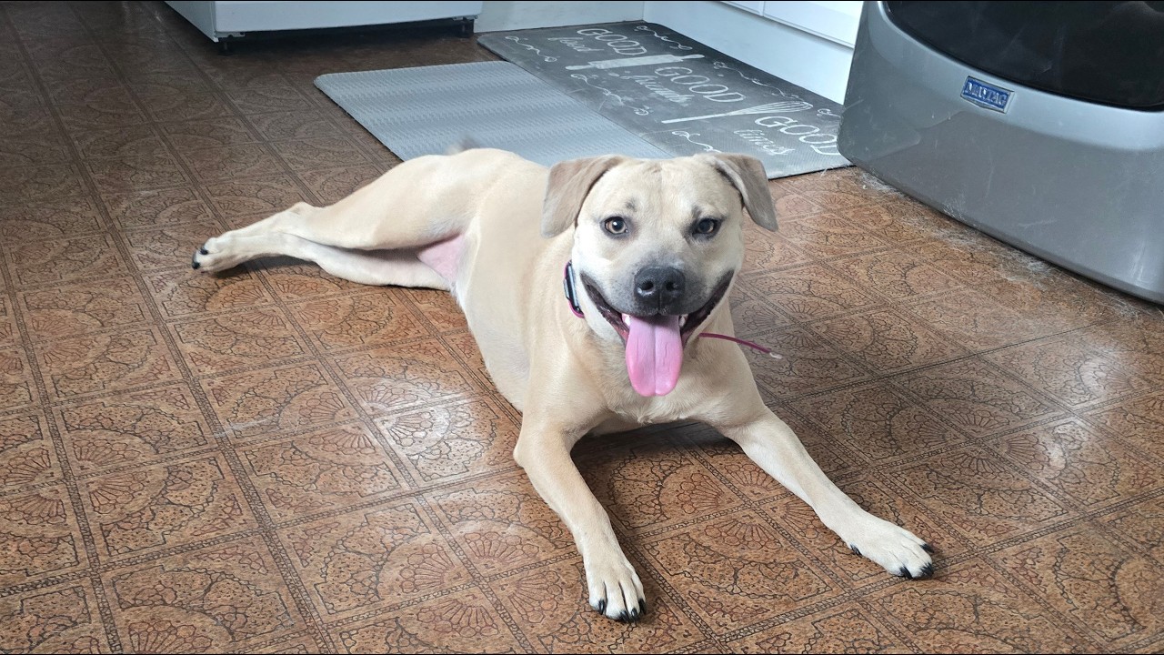 Boston Dog Trainers | Roxy, Rescued Mix Gains Stability & Obedience  | OFF LEASH K9 TRAINING