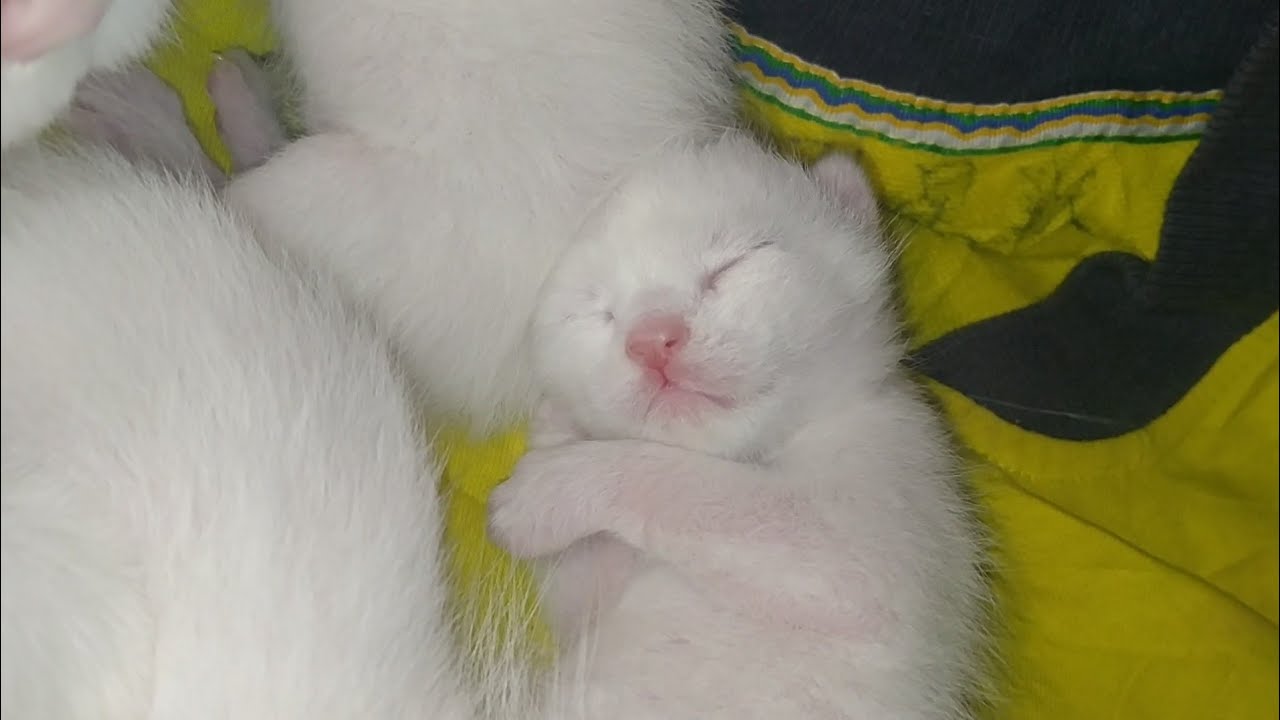 Mother Cat Shows Deep Love by Resting Her Face on Newborn Kittens ❤️