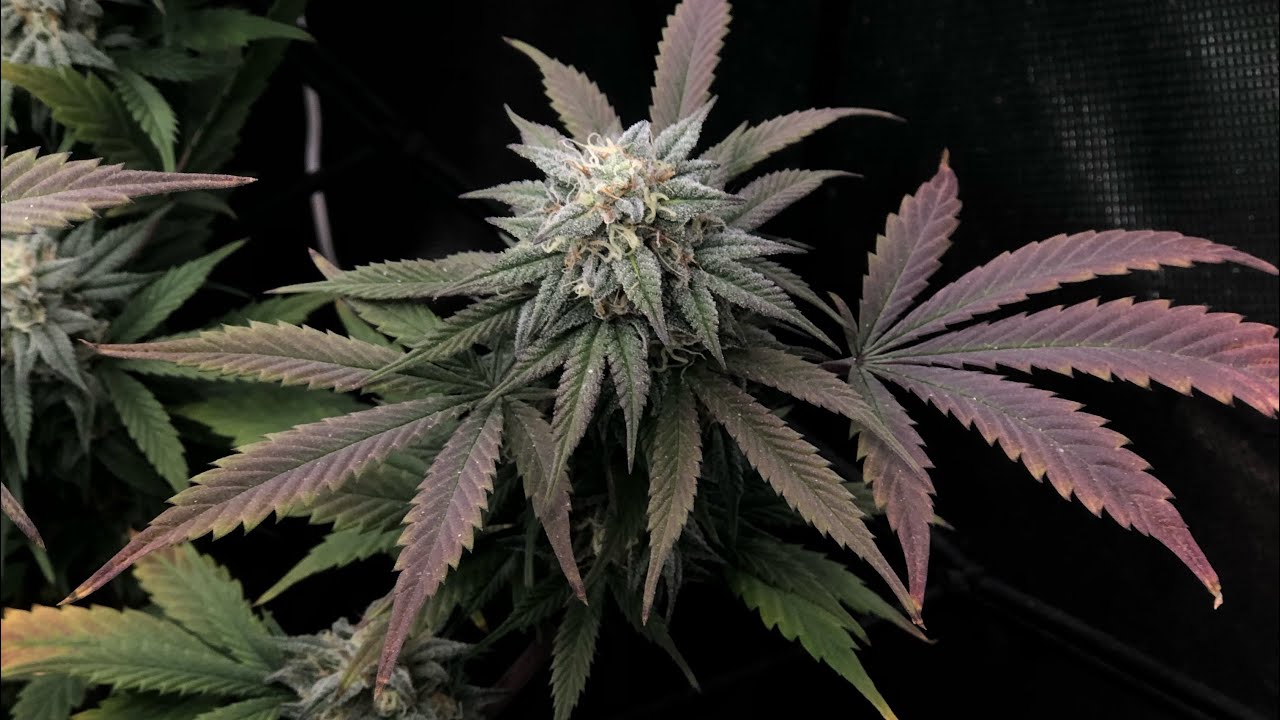 Purple ghost candy week 7!#indoorplants #marshydro #homegrown