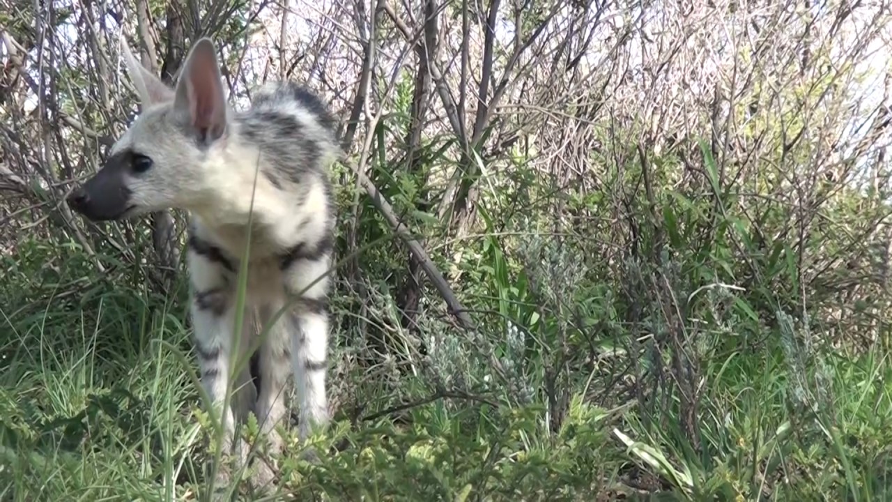 Soisie, the aardwolf, is growing up!
