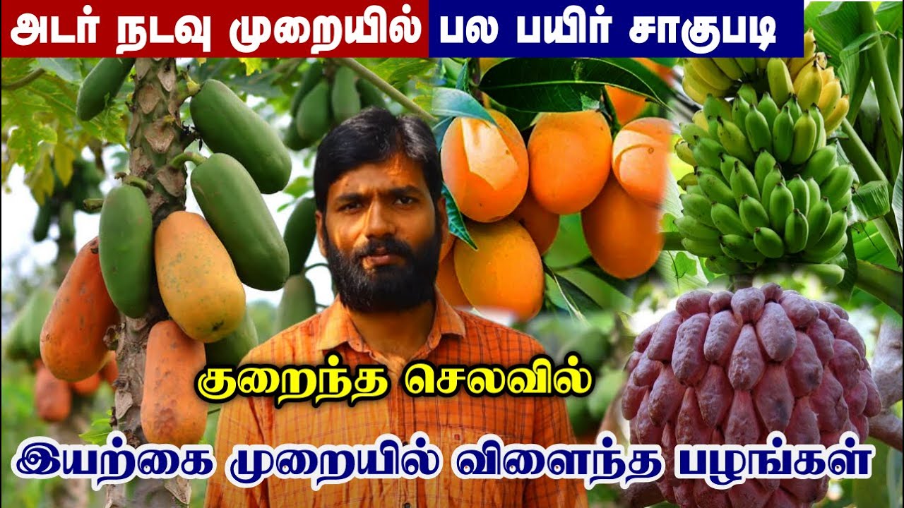 அடுக்கு விவசாயத்தில் இவ்வளவு லாபமா? | குறைந்த செலவில் பல பயிர் சாகுபடி |  Multilayer Farming
