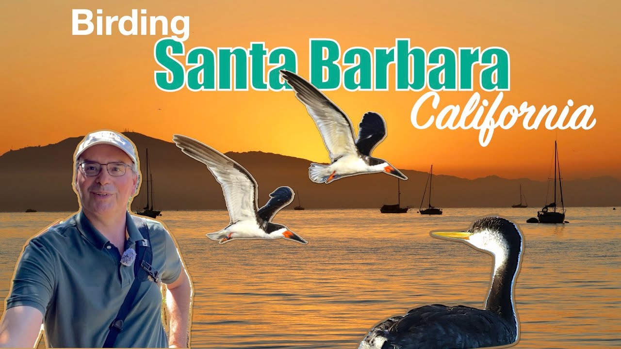 Birding in beautiful Santa Barbara, California!