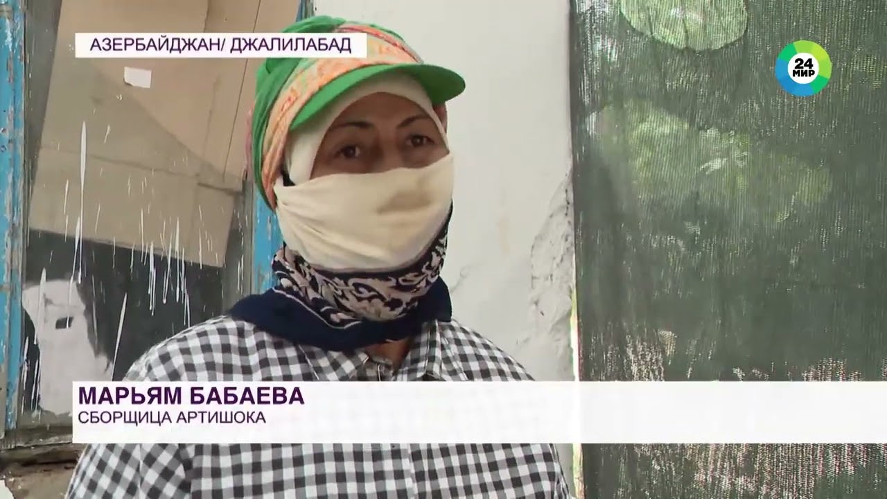 Король высокой кухни: в Азербайджане начался сбор артишока