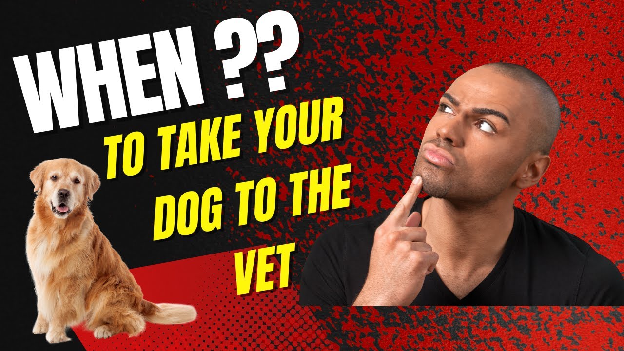 How to Know When to Take Your Dog to the Vet