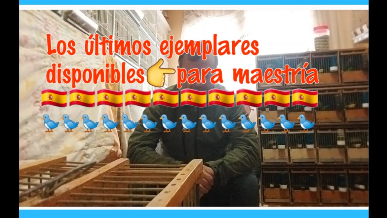¿COMO TENER GRANDES TIMBRADOS ?🇪🇸🐦678516031