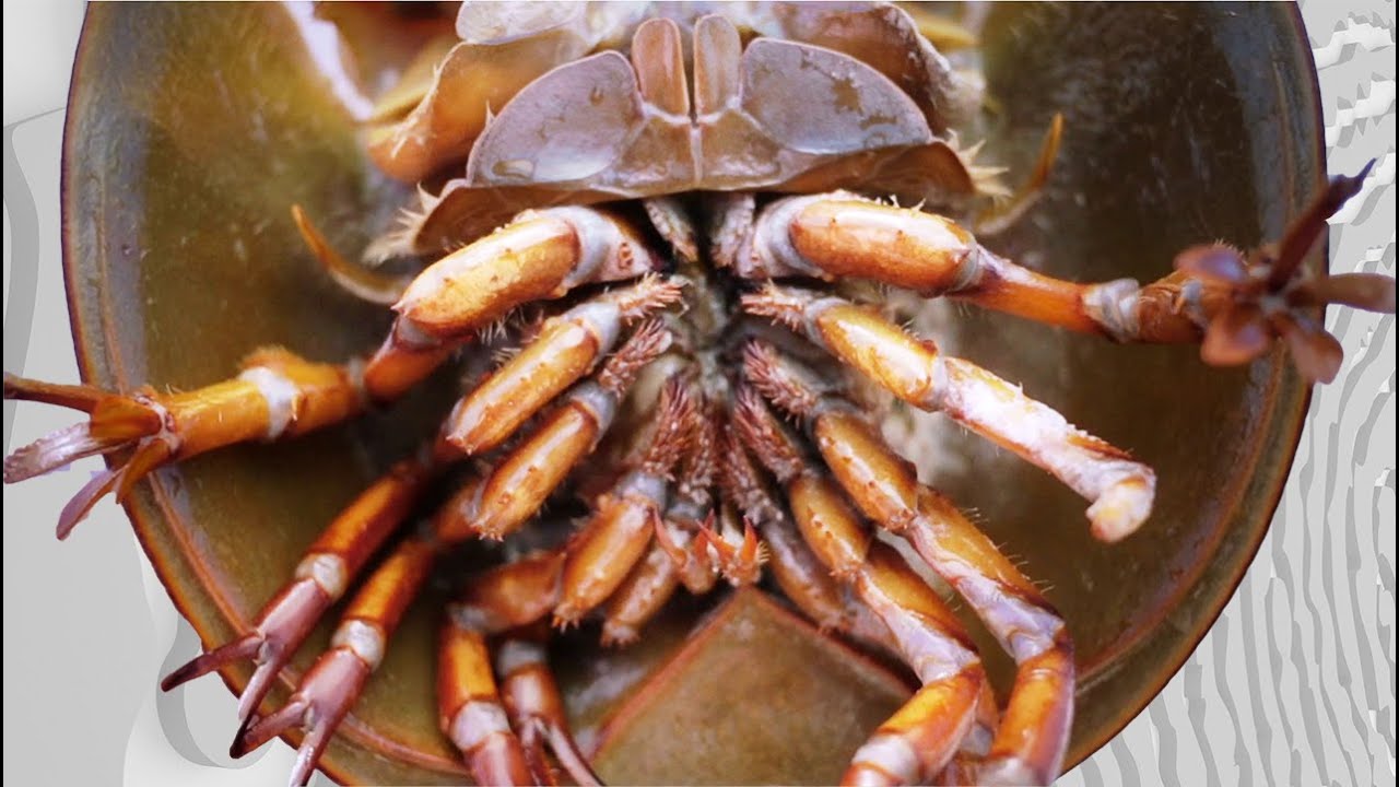 Horseshoe Crab Walk - Close up examination of LIVE Horseshoe crabs in Calvert County, Maryland