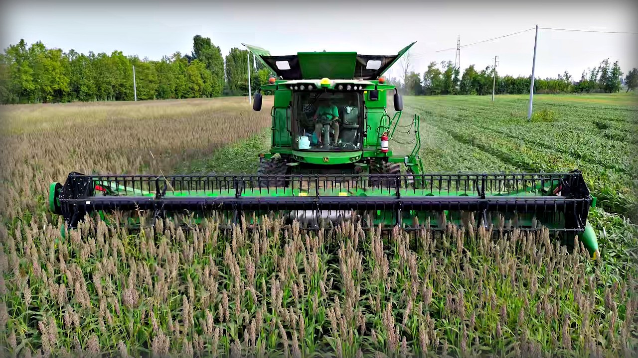RISULTATI SORGO e GIRASOLE