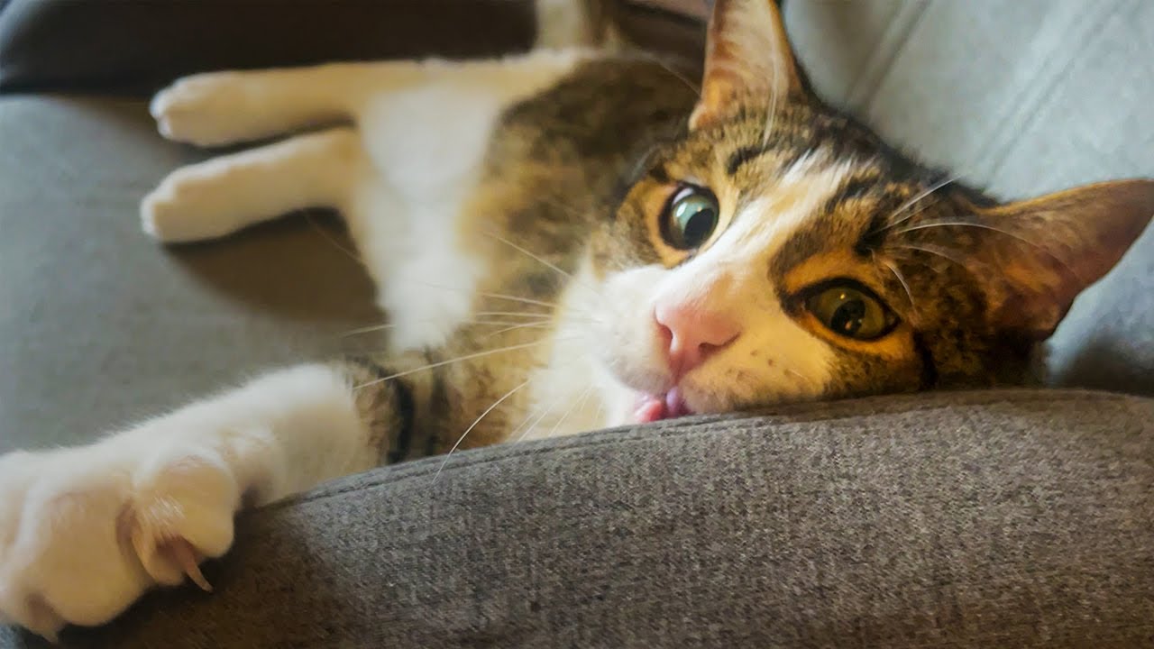 Cat & Owner Petty Battle Until Someone Gives Up The Chair