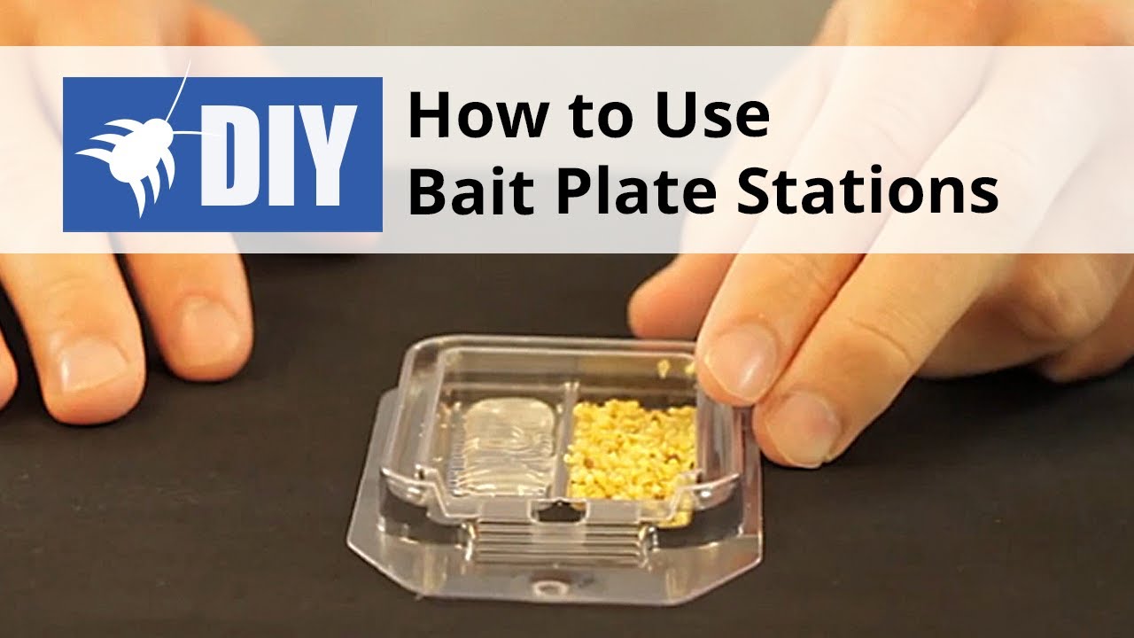 How to Use Bait Plate Stations for Ant & Roach Control