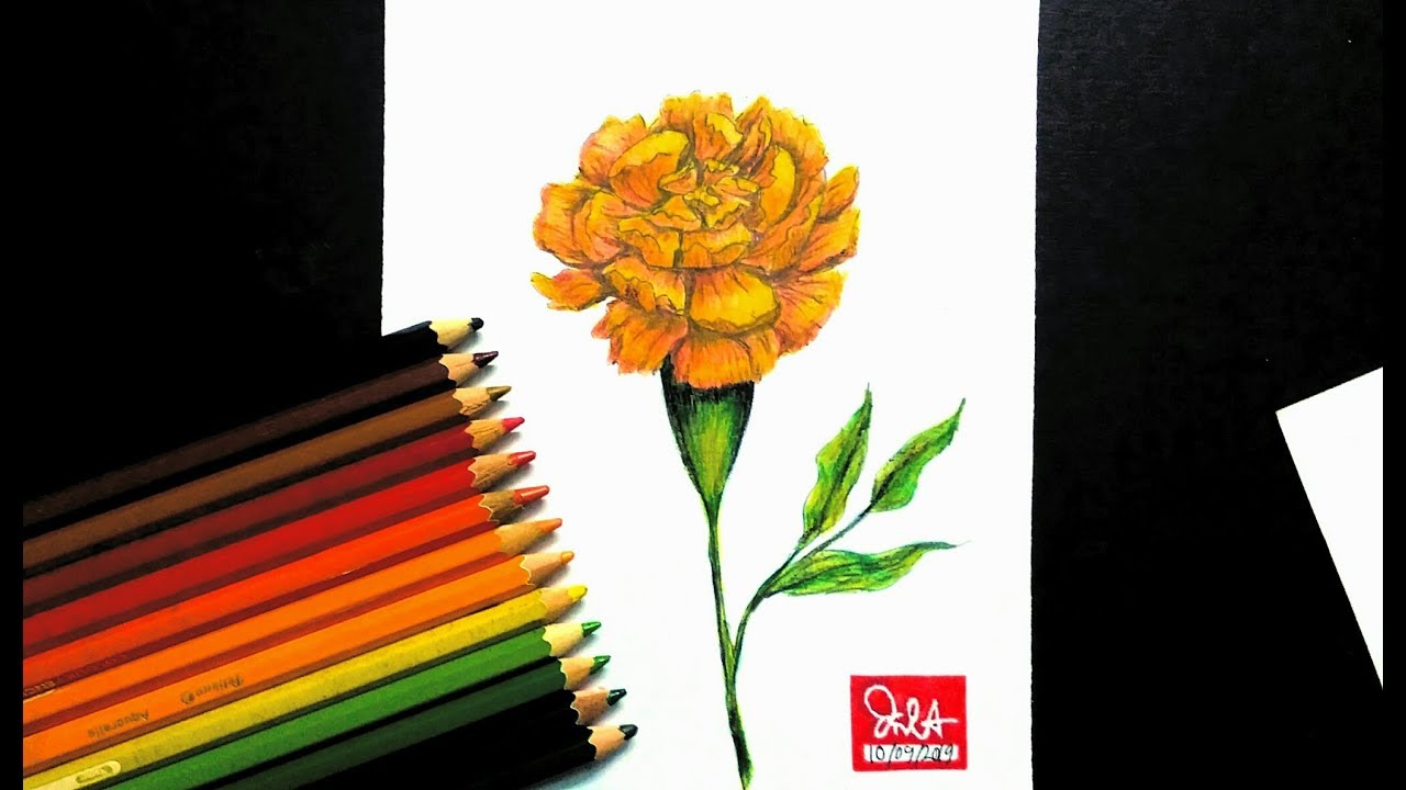 How to Draw Marigold Step by Step (Very Easy) | drawing & coloring tutorial | গাদা ফুল আঁকা ও রং করা
