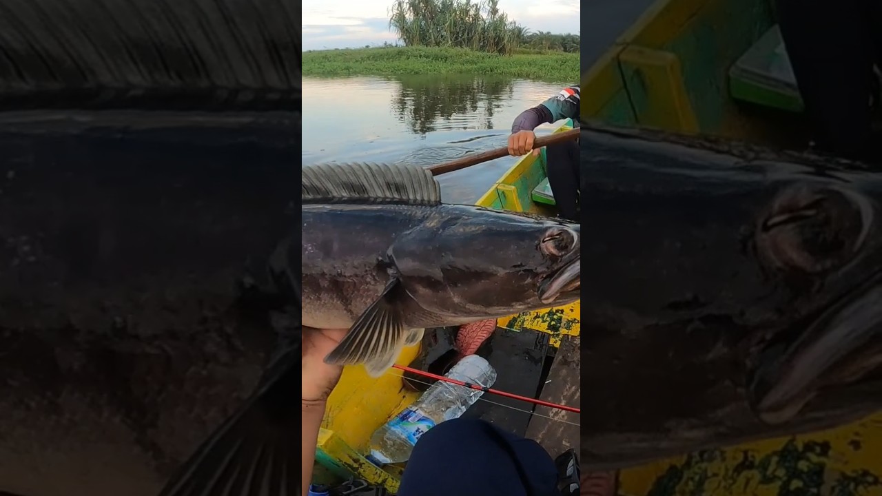 Meledak dihajar toman babon #fishing #mancing #mancingmantap #ikan