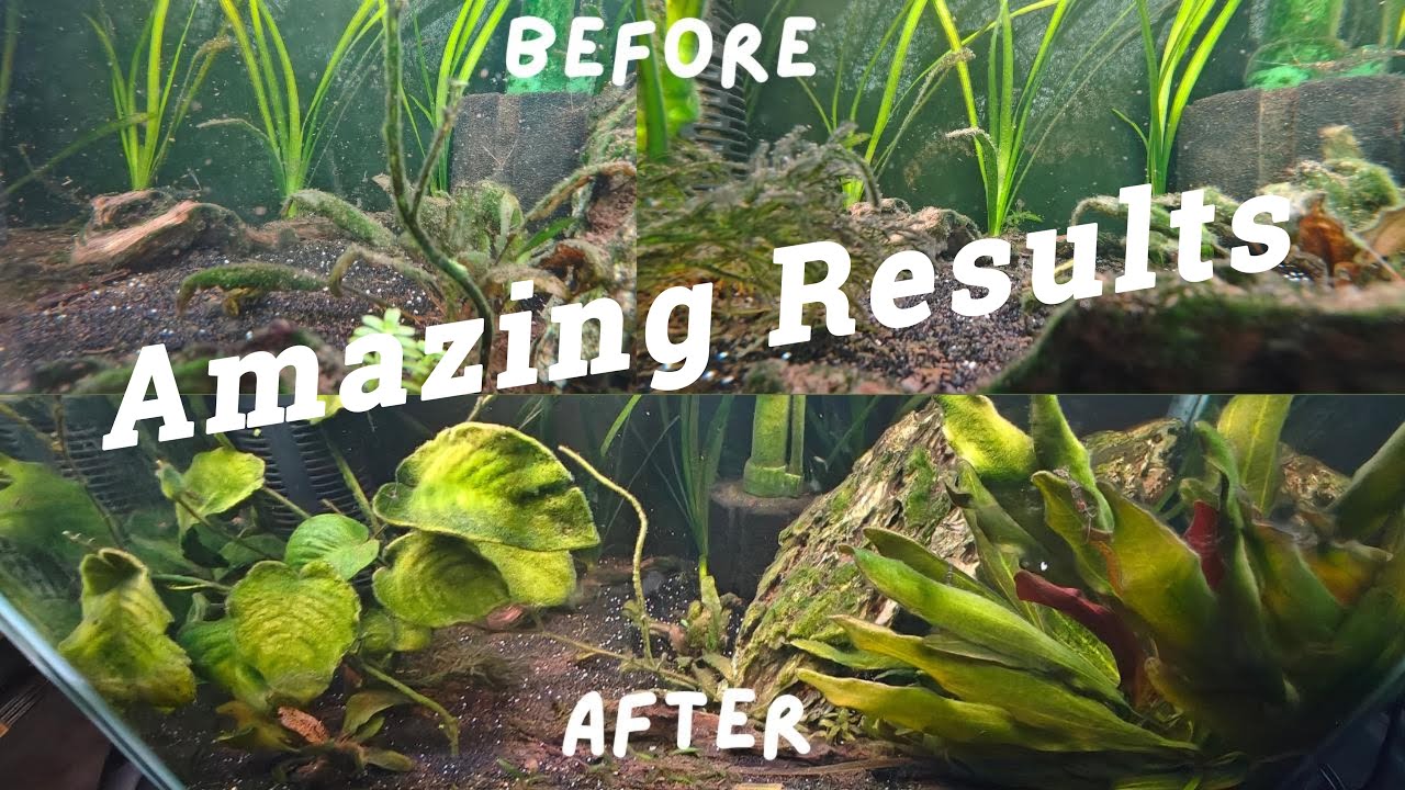 Amazing Final Results on Neglected Tank Clean up #fishkeepinghobby
