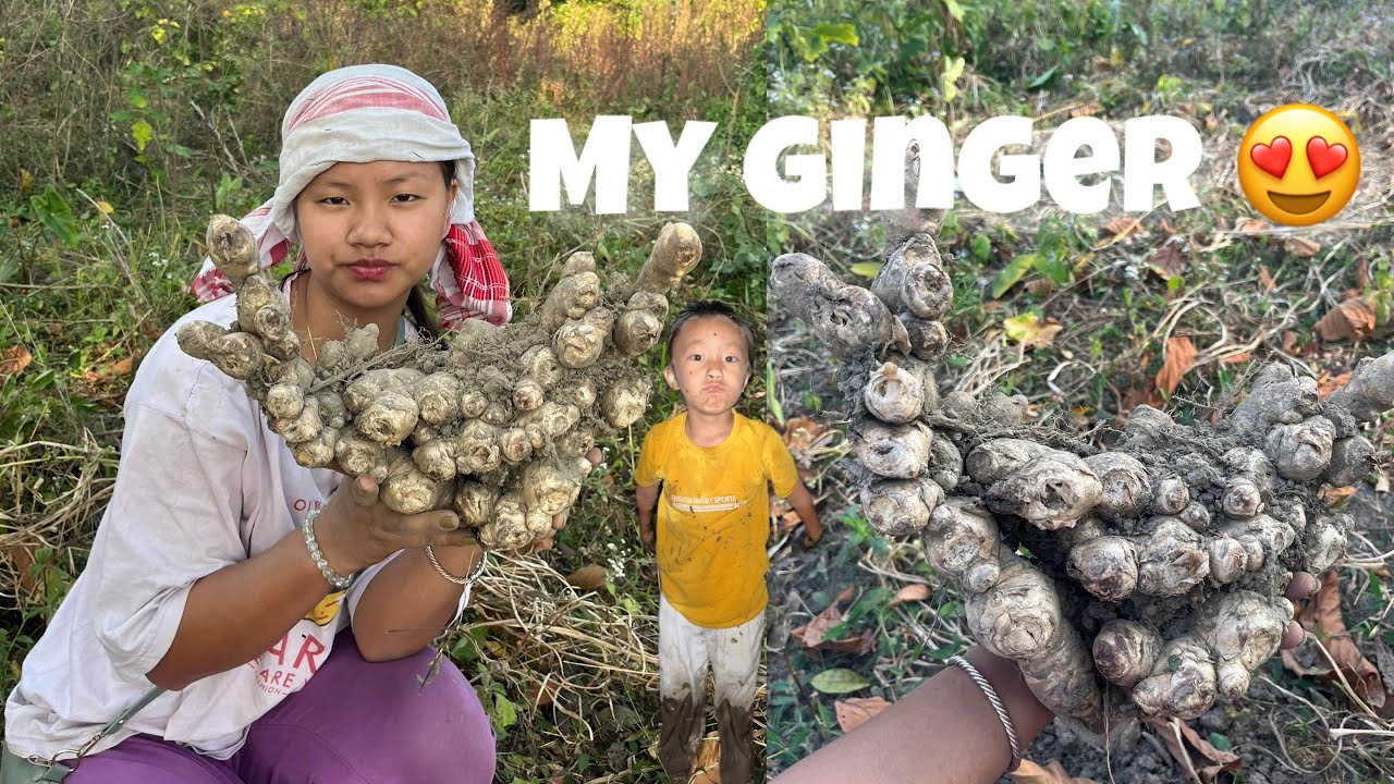 Itna bara 2 ginger😍😨#vlogging Arunachali🇮🇳