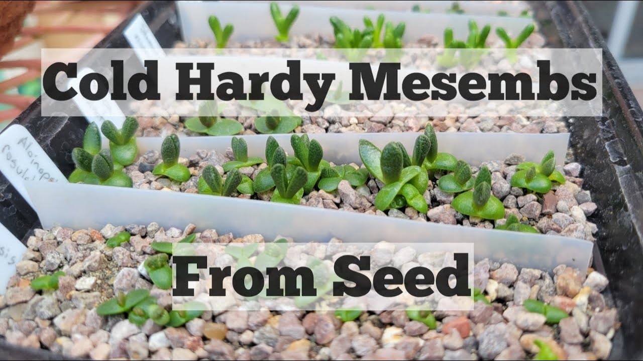 Cold Hardy Mesembs from Seed
