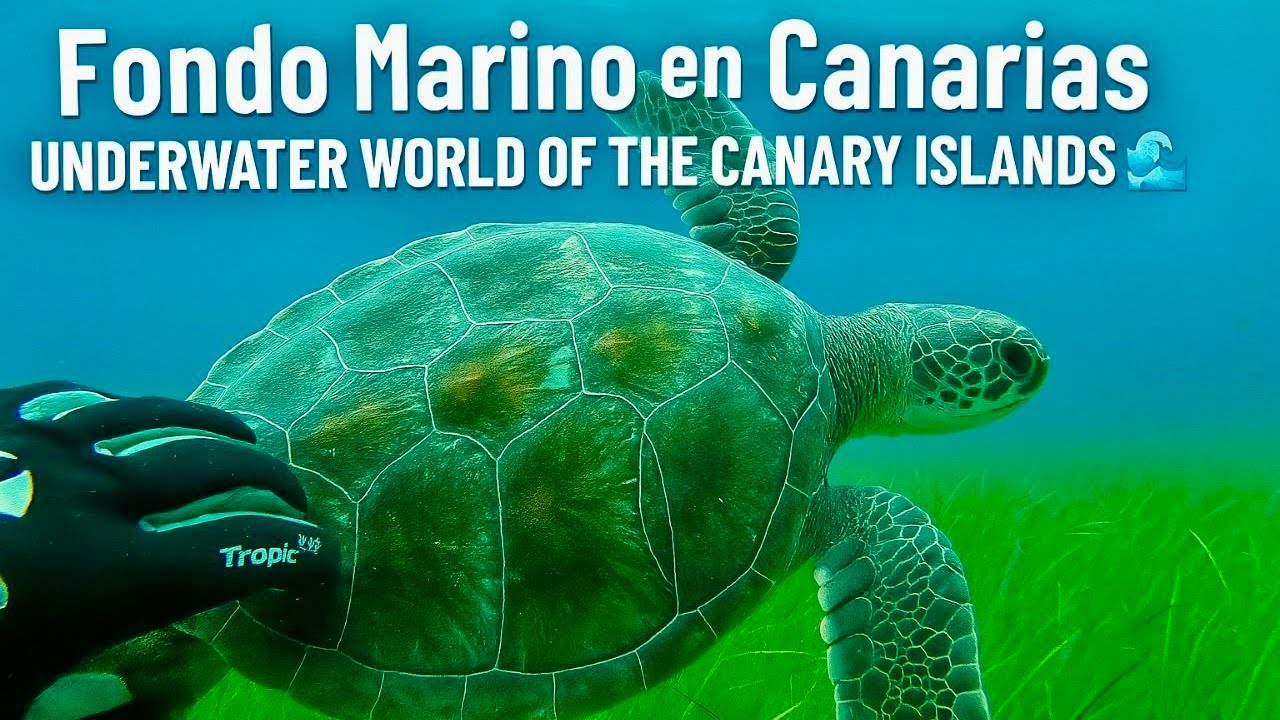 Fondo Marino en Canarias | Underwater World of the Canary Islands 🌊🐠 Diving Adventure in Spain