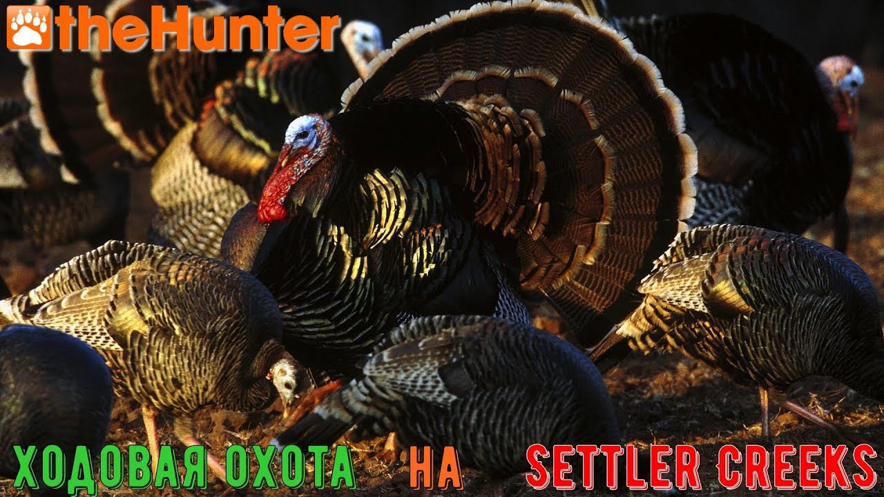 ♢ theHunter Classic ➫ Ходовая охота на Settler Creeks  ➫ Фарм на индюках ♢