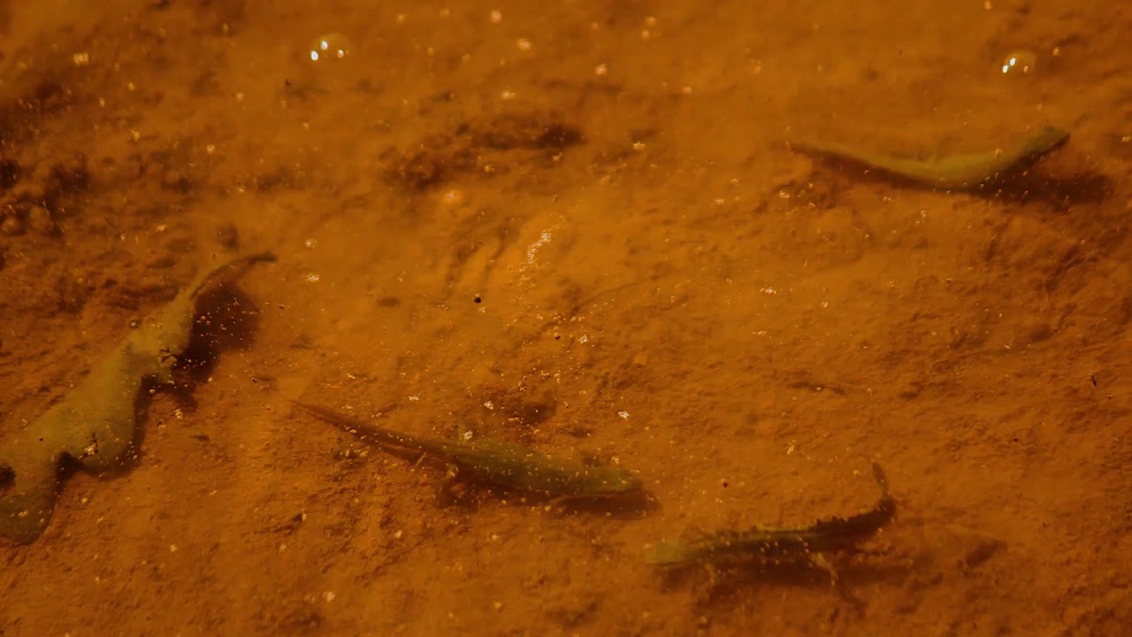 K&uuml;&ccedil;&uuml;k semender ( The Smooth Newt ) &Ccedil;İFTLEŞME D&Ouml;NEMİ   Bulunduğu yer &ccedil;anakale kirazlı balaban mevki.
