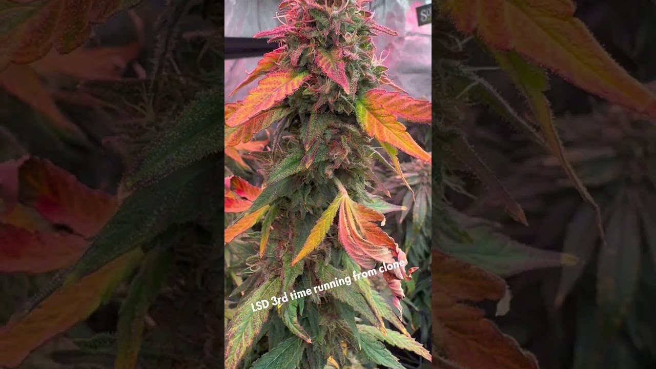 LSD Barneys Farm (3rd run)