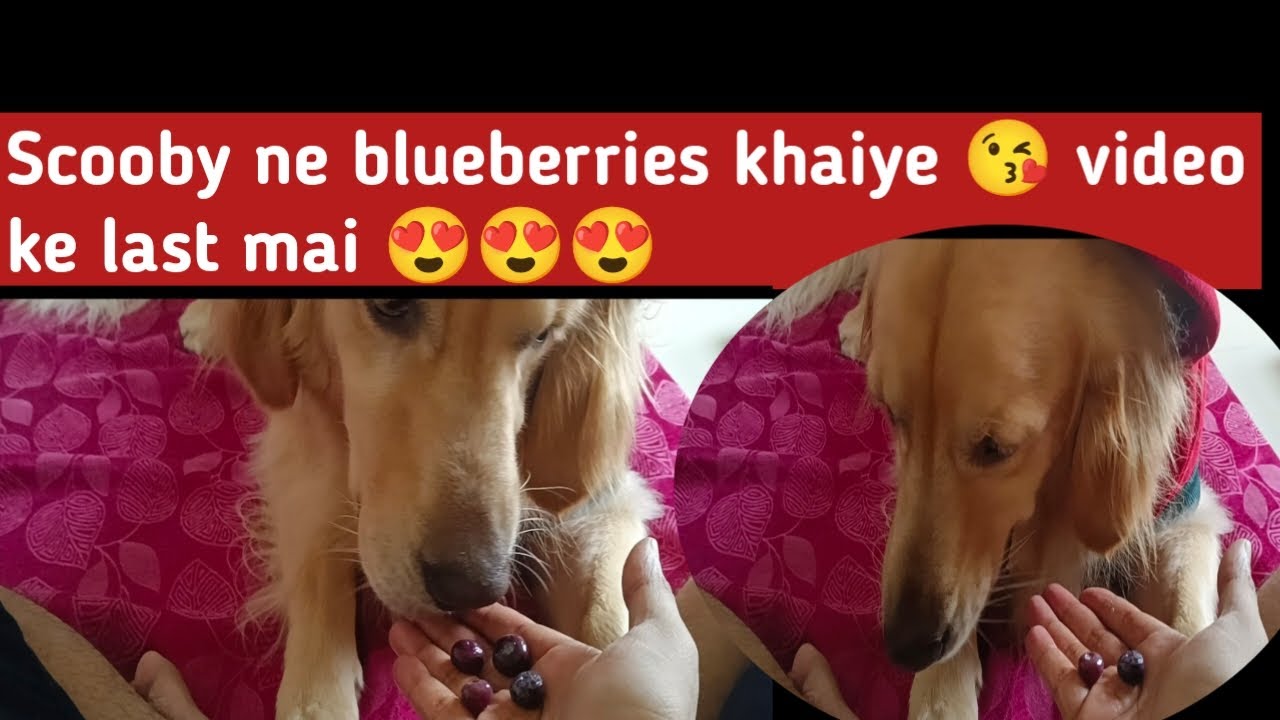 #dailyvlog|lazy Sunday scooby#trendingreels #trending#shorts#short#viralvideo #viralshorts #doglove