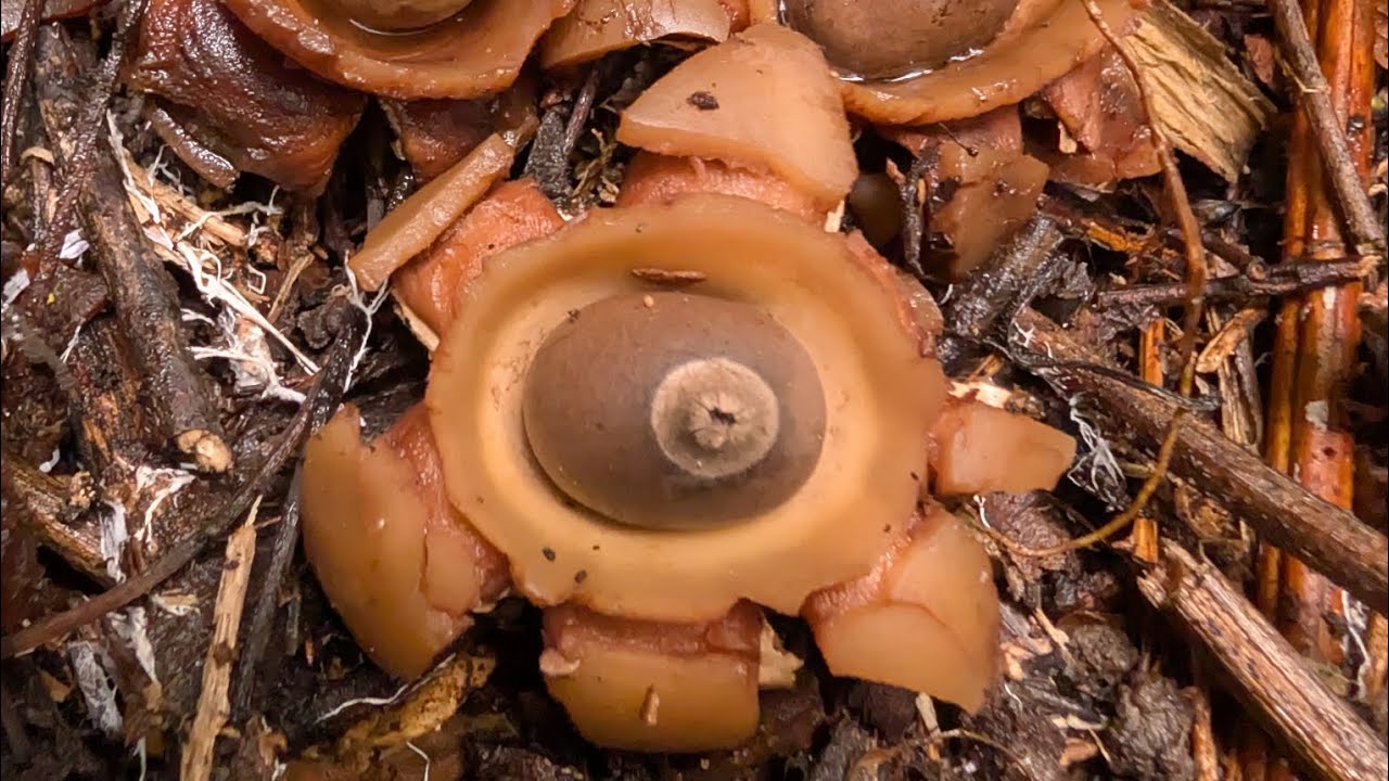Earth Star, Geastrum triplex