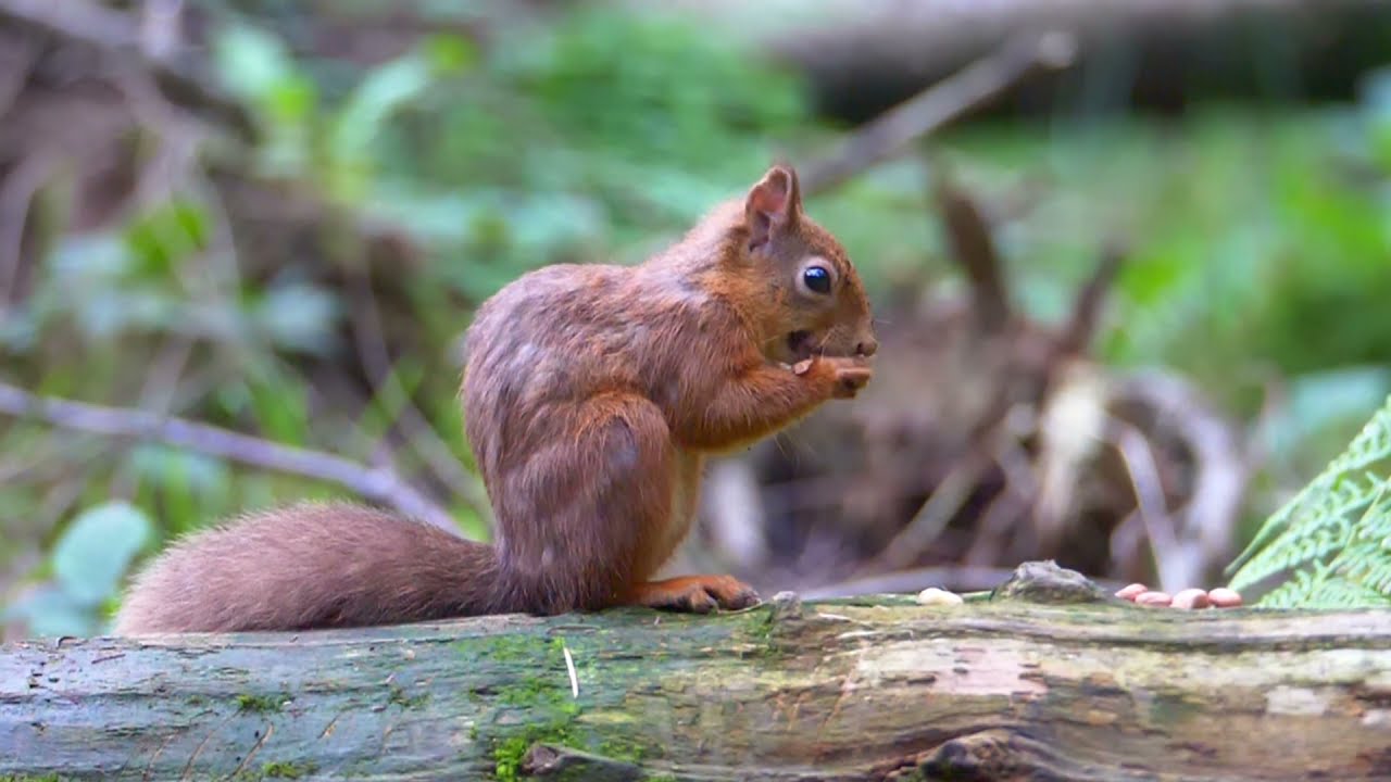 An Iora Rua - 'The Red Squirrel'