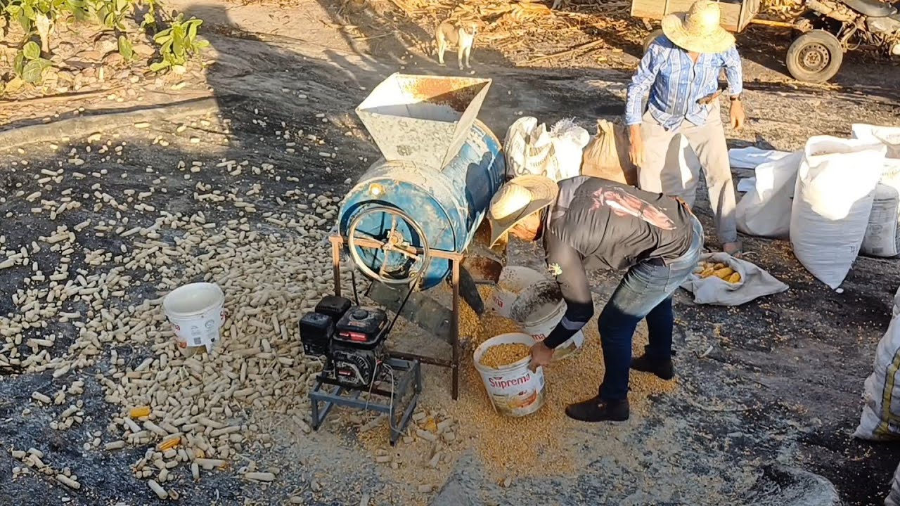 hoje foi dia de bater milho com o debulhador de milho caseiro