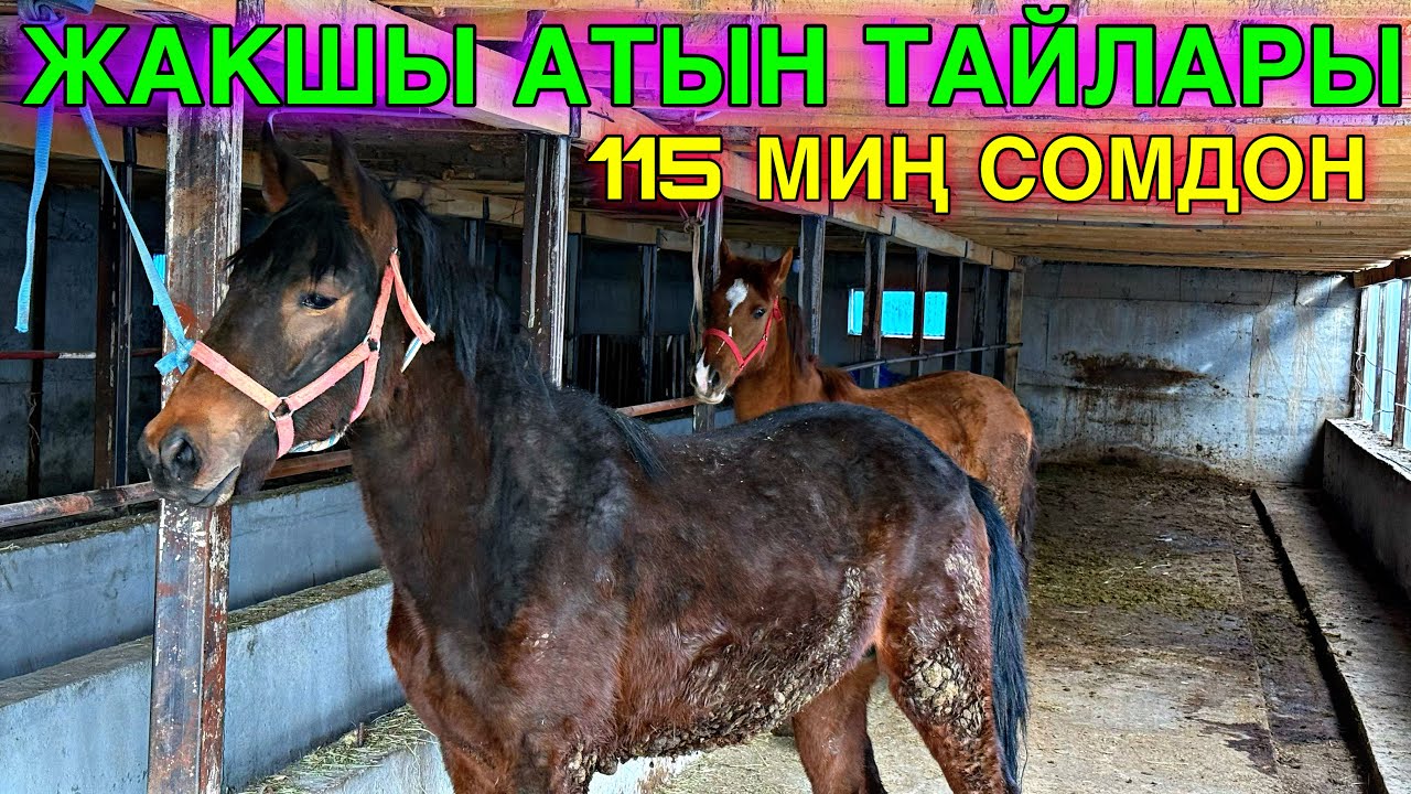 ЗОР  ТАЙЛАР АРЗАН ЧЫКТЫ #байтв 