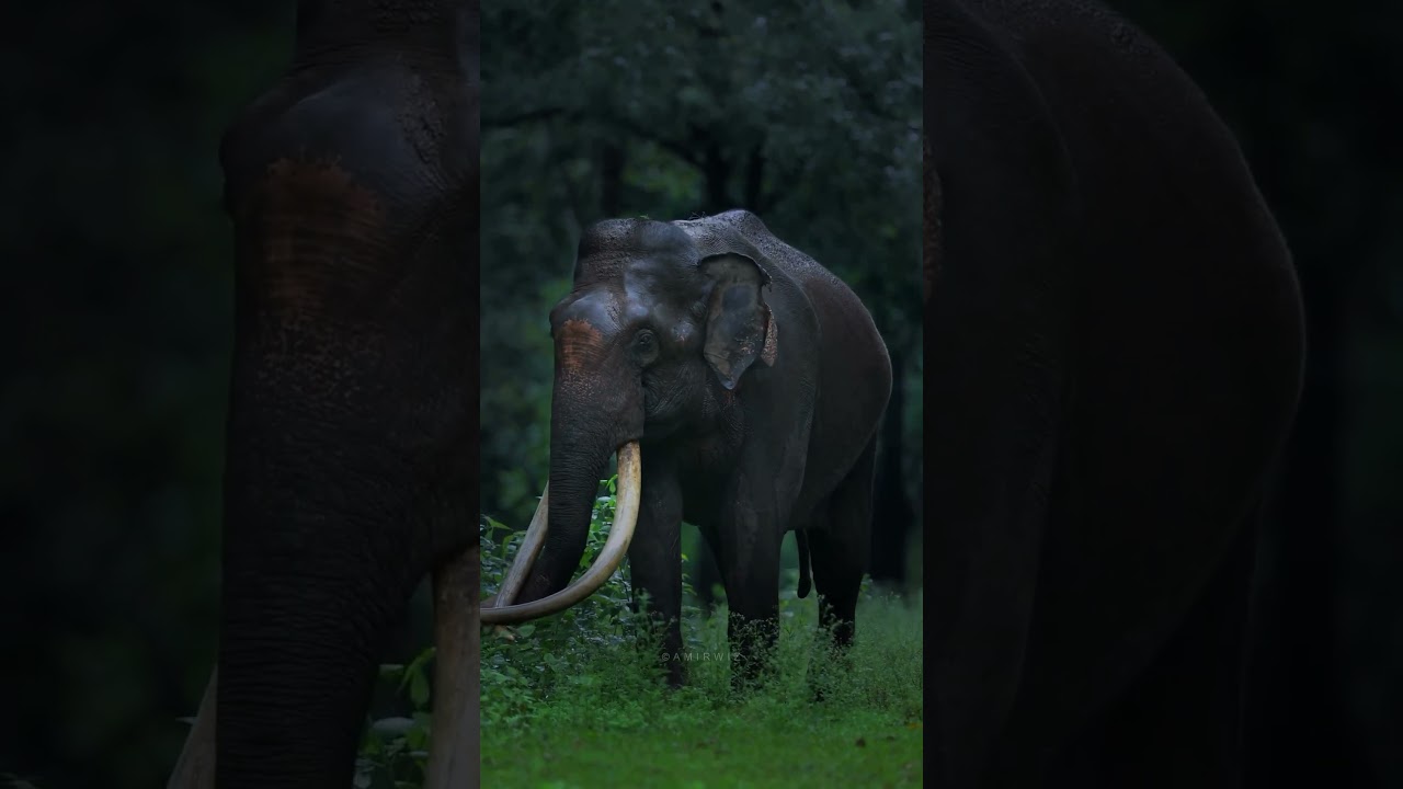 A serene monsoon morning in magical kabini  kindly request permission before downloading and posting