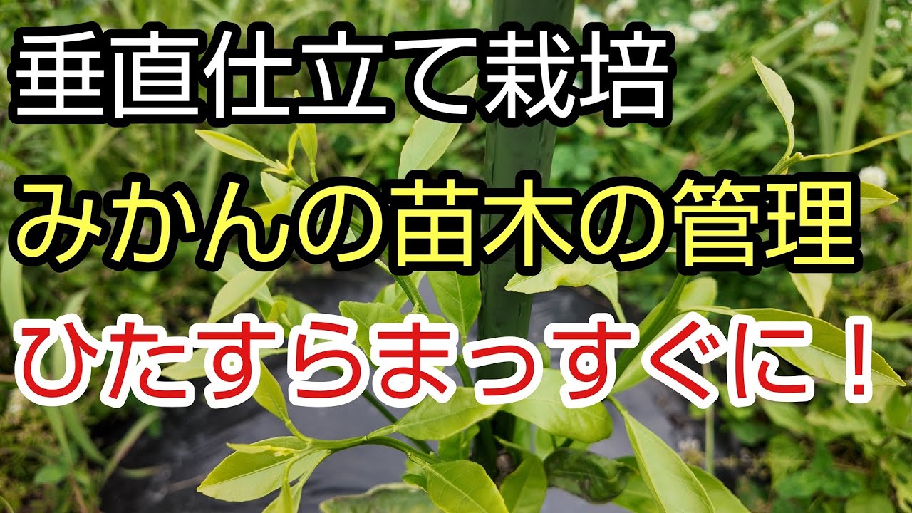 【実践道法スタイル】1年目苗木の垂直仕立て。とにかく縛ります。