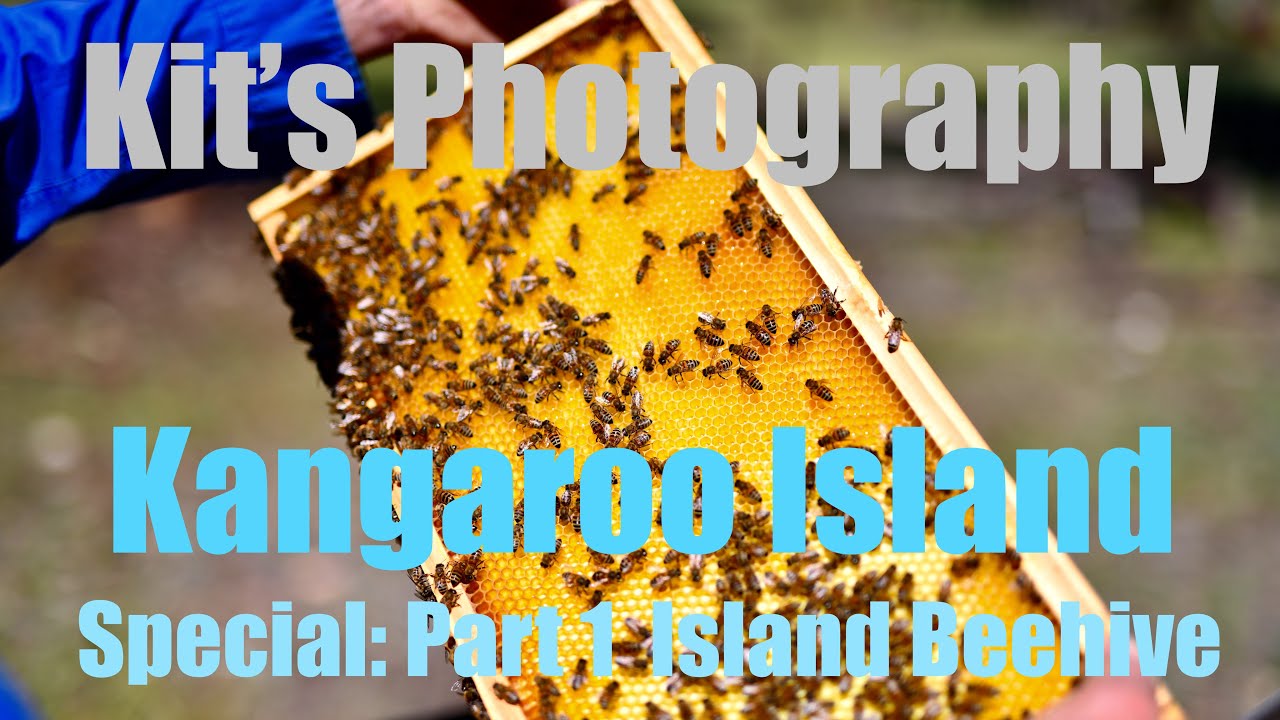 Kit's Photography Kangaroo Island Special Episode 1: Island Beehive