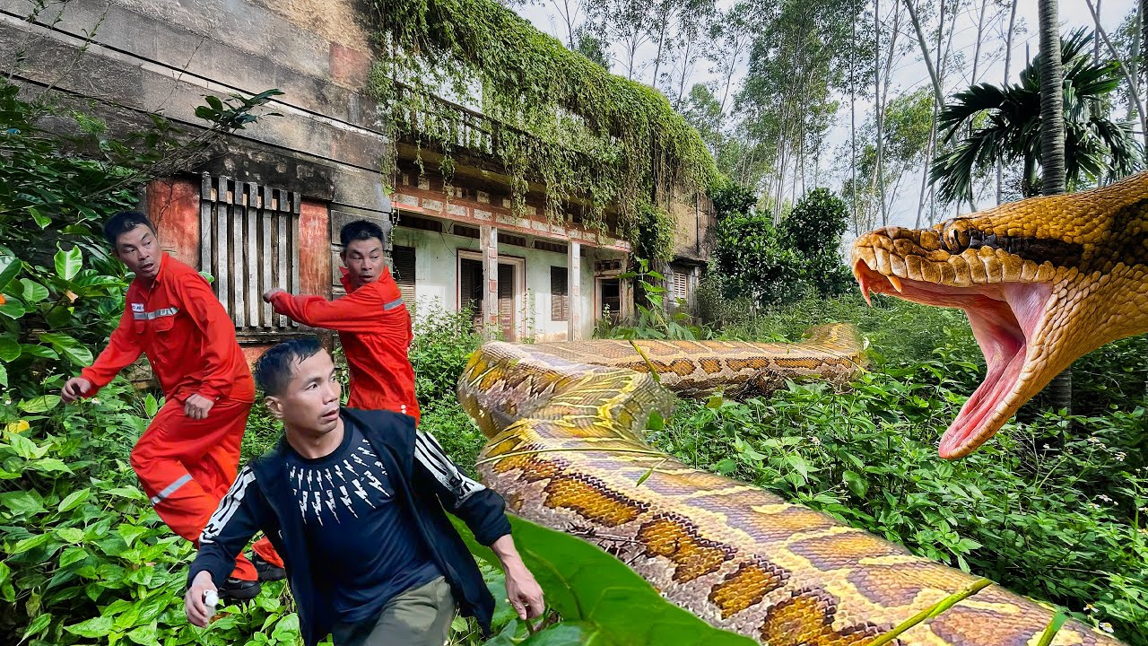 Explore 100 year old abandoned house, giant 500kg python ambushes cleaner