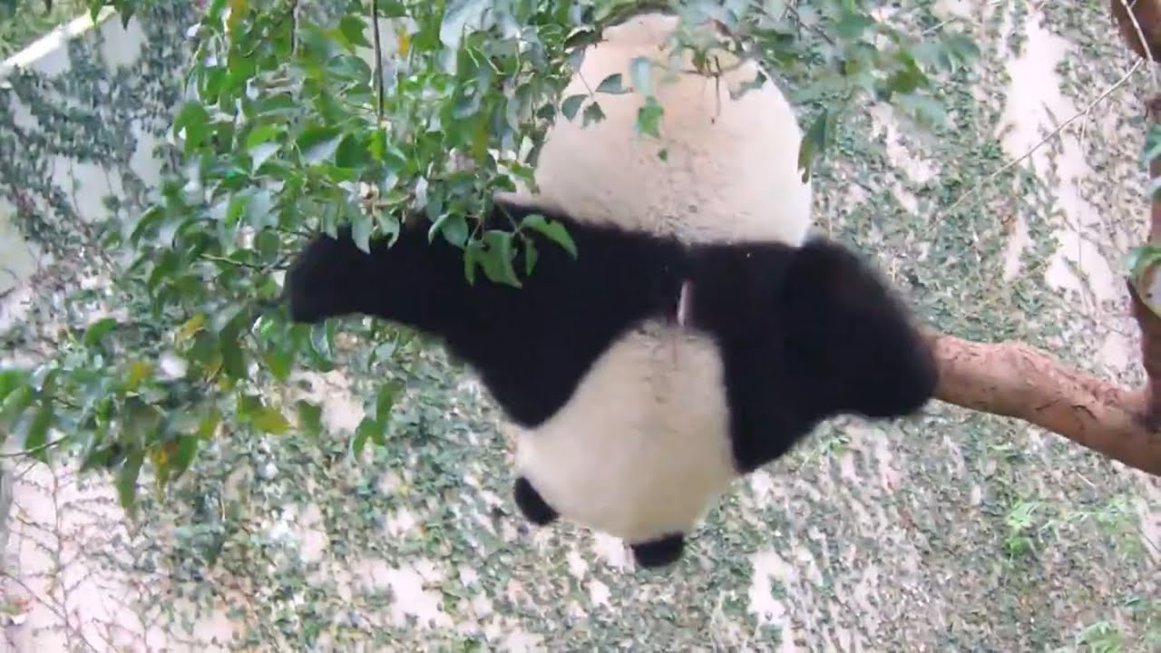 20160220-2 狂搖倒掛輪流來 圓仔扔樹枝耍帥 Giant Panda Yuan Zai