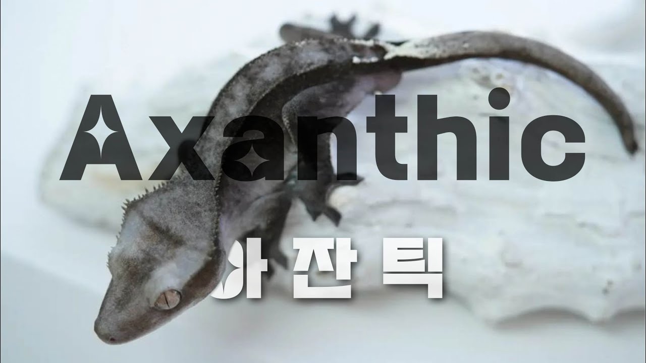 [크레 특집] 모프 구별법 | EP5. 아잔틱 Axanthic