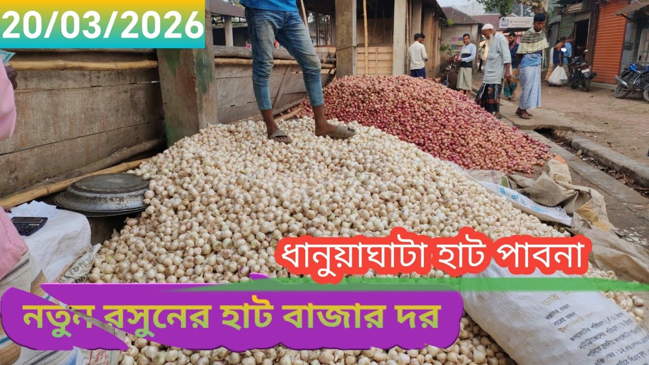 20 March 2026 আজকের রসুনের বাজার দর। ধানুয়াঘাটা হাট পাবনা। Garlic market price rate today 