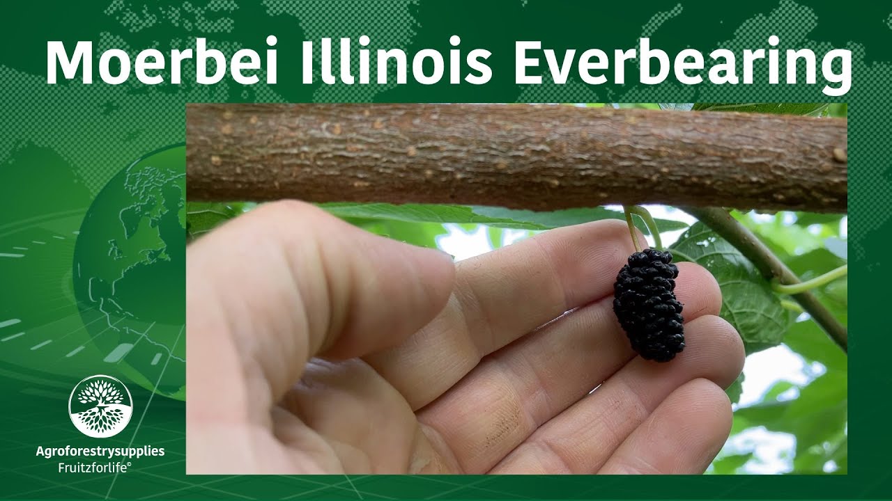 Moerbei Illinois Everbearing