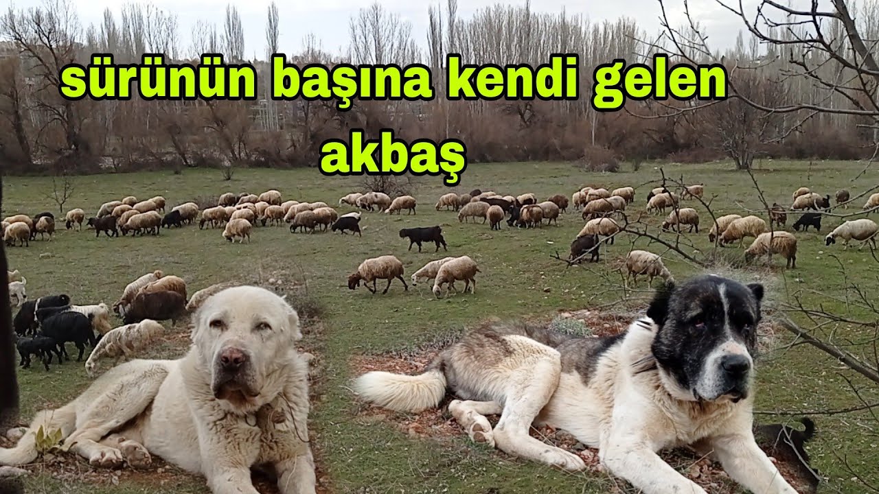 KANGAL AK BAŞ SAHİPSİZ ÇOBAN KÖPEĞİ SÜRÜYE UYUM SAĞLADI