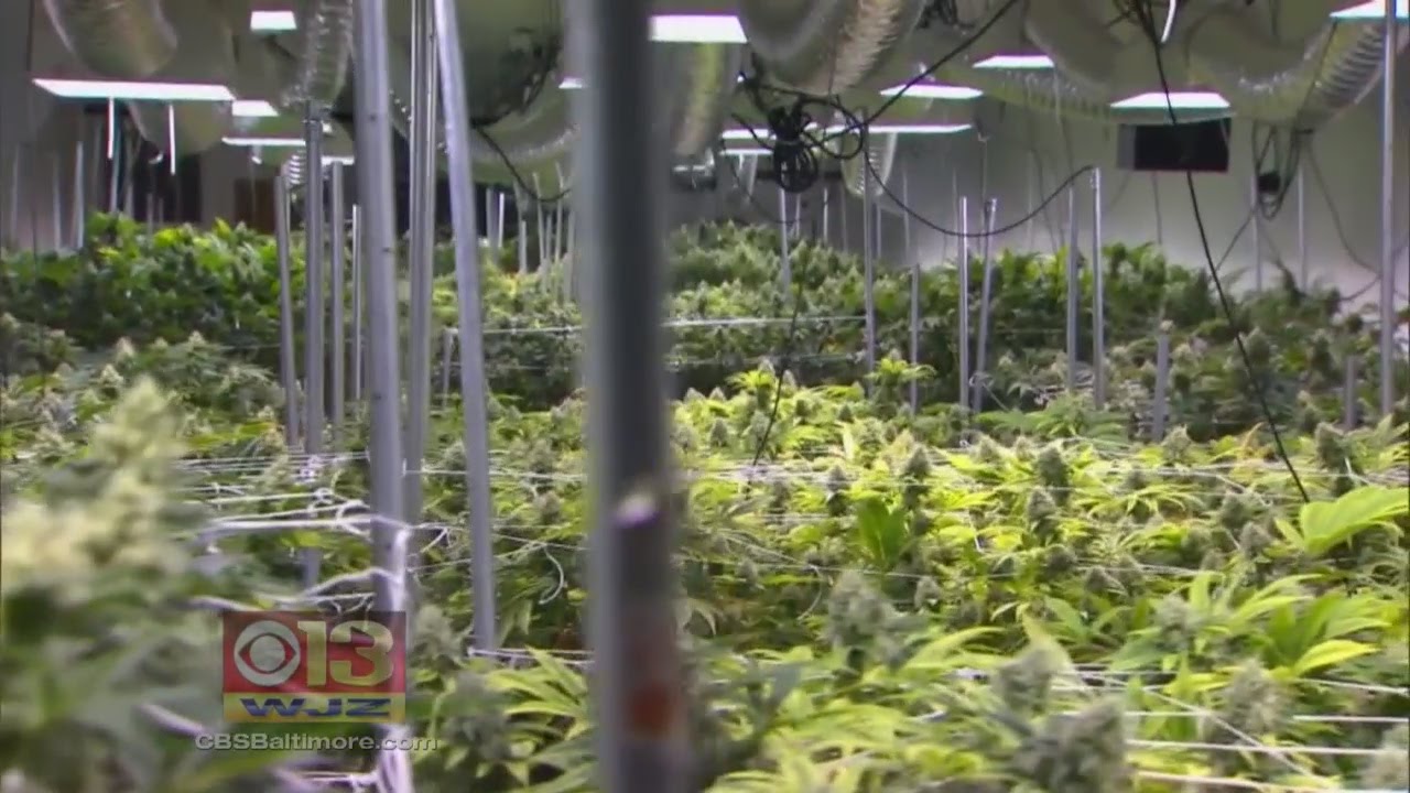 Licenses To Grow Medical Marijuana In Md. Coming Soon