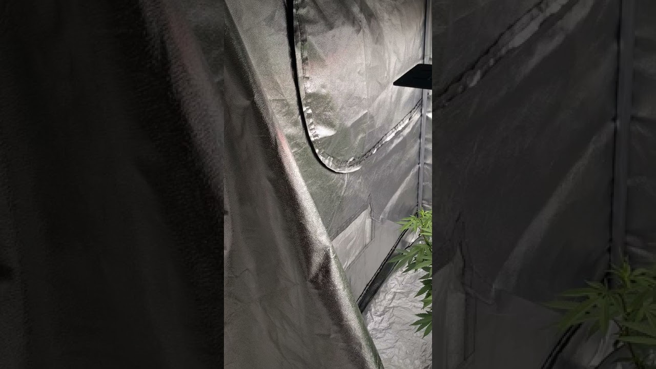 HLG Blackbird Grow/Ripper Seeds O.M.G/Organic/10 Days Flowering