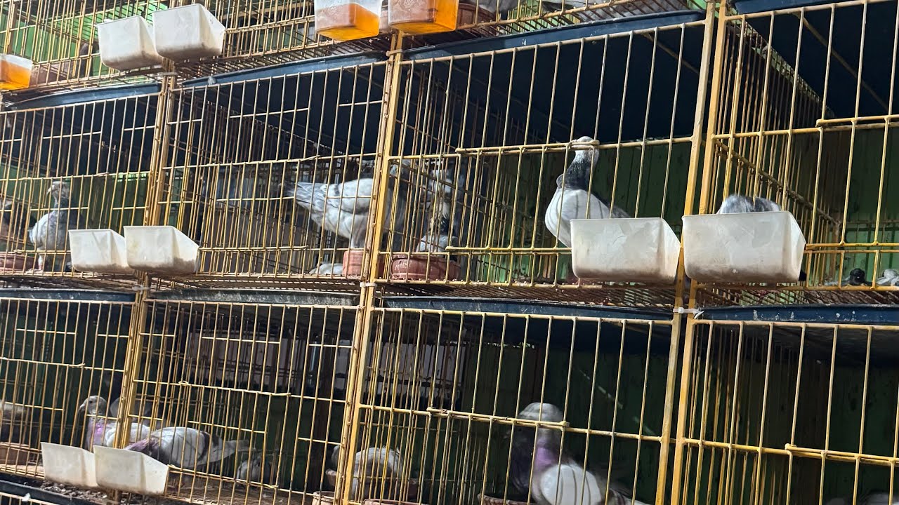 কিছু রেসারের বেবি সেল হবে ! Alamin Pigeon Loft ☎️ 01712-561329