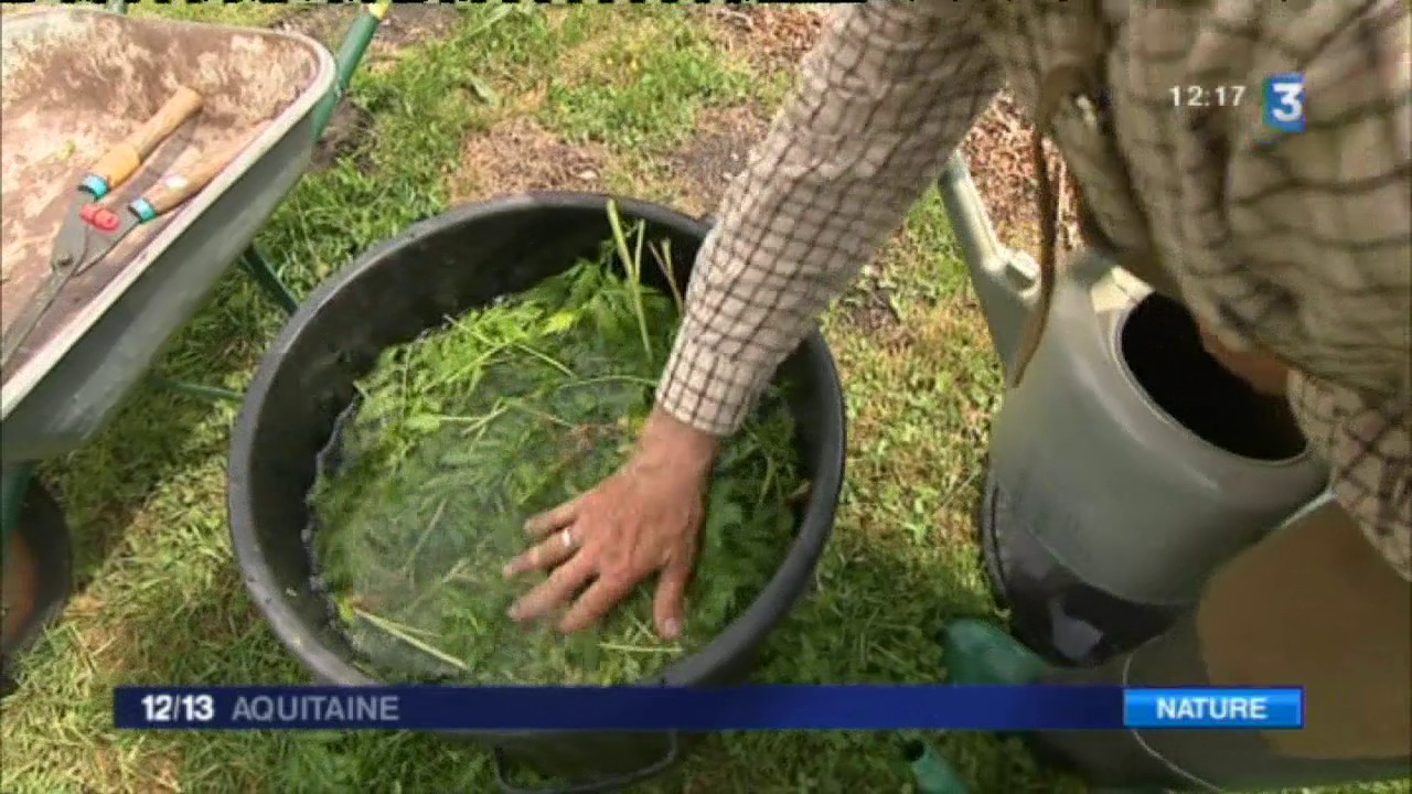 Les conseils de Bernard le jardinier :  Le purin de Tanaisie