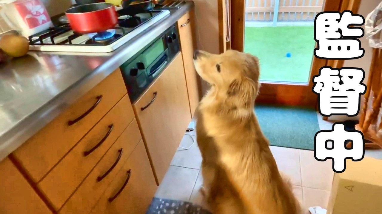 ご飯を監督する犬